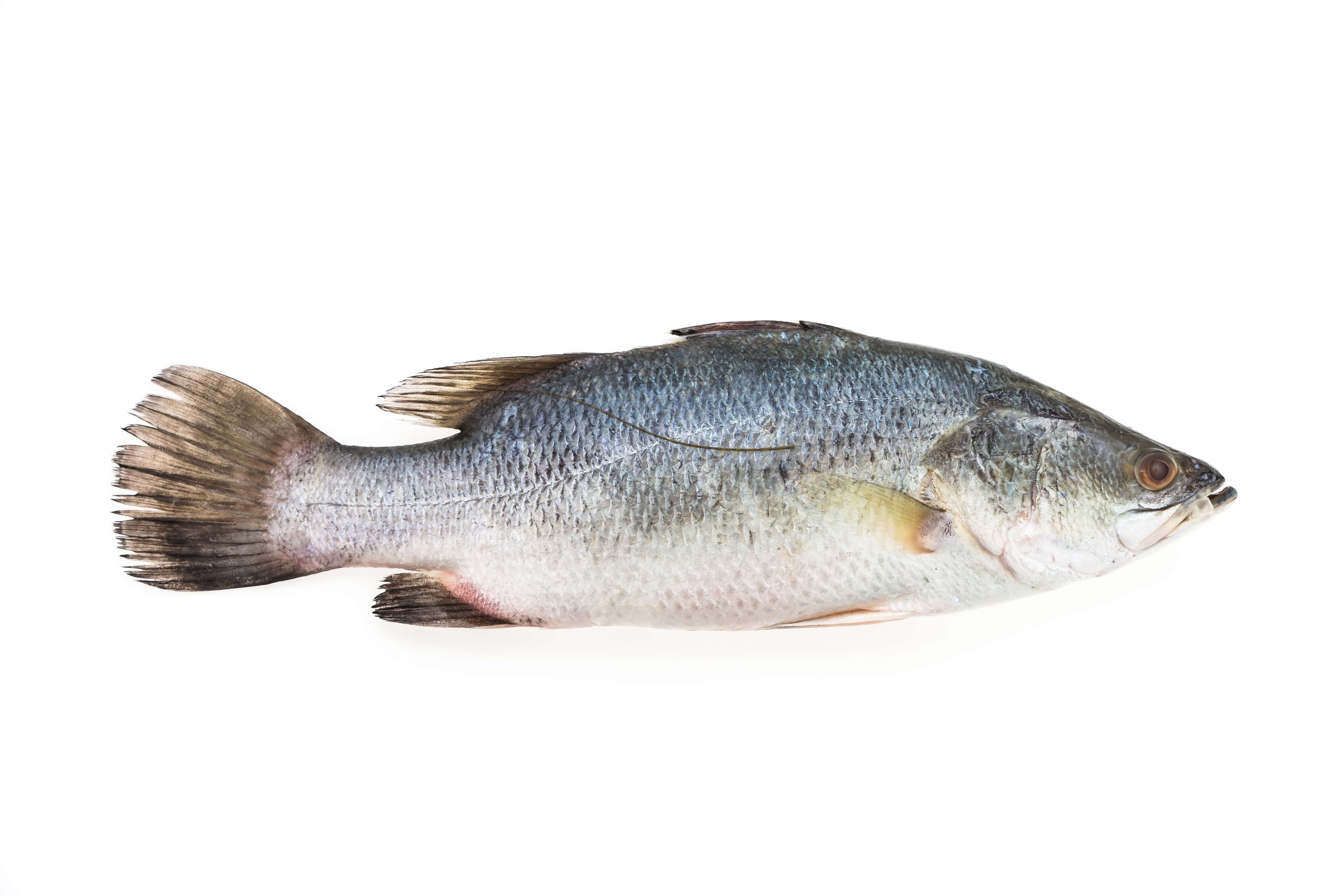 ikan